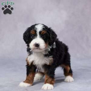 Drake, Mini Bernedoodle Puppy